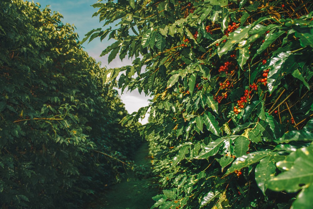 Kopi Luwak Coffee