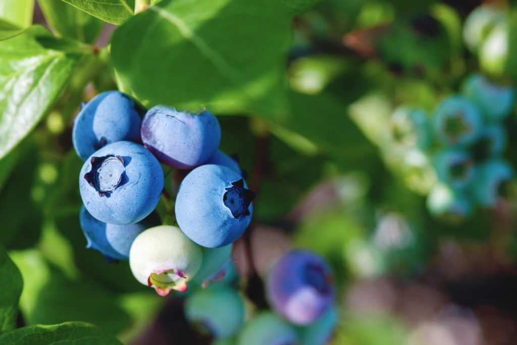 Blueberry Iced Coffee Recipe