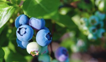 Blueberry Iced Coffee Recipe