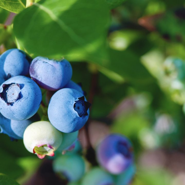 Blueberry Iced Coffee Recipe