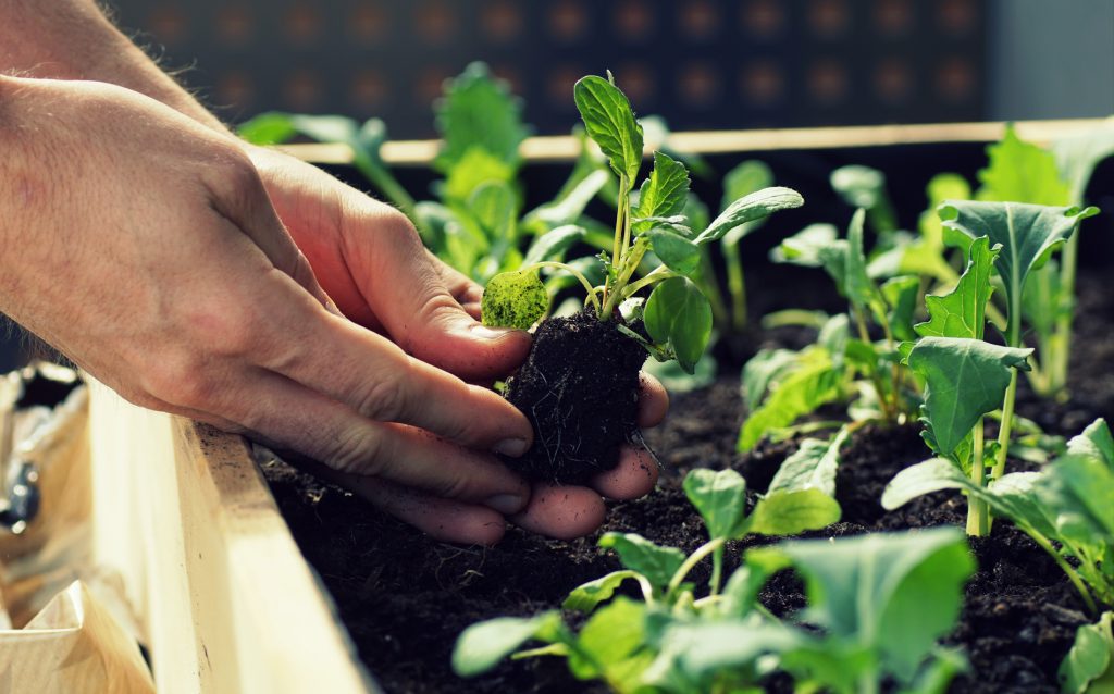 Coffee Grounds In Your Garden