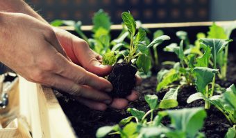 Coffee Grounds In Your Garden