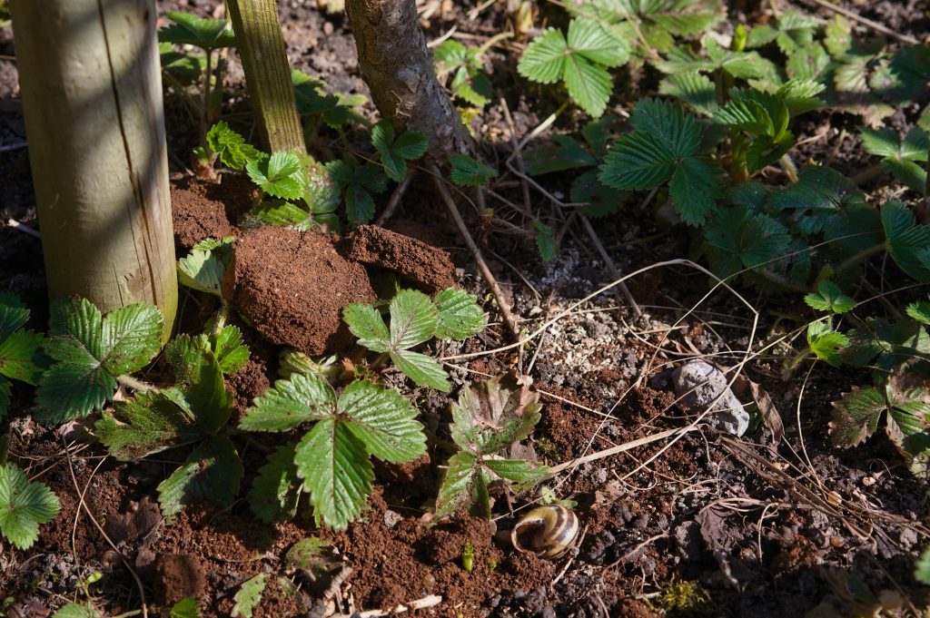 Coffee Grounds In Your Garden