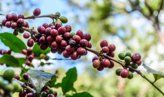 100% Guatemalan Coffee Review