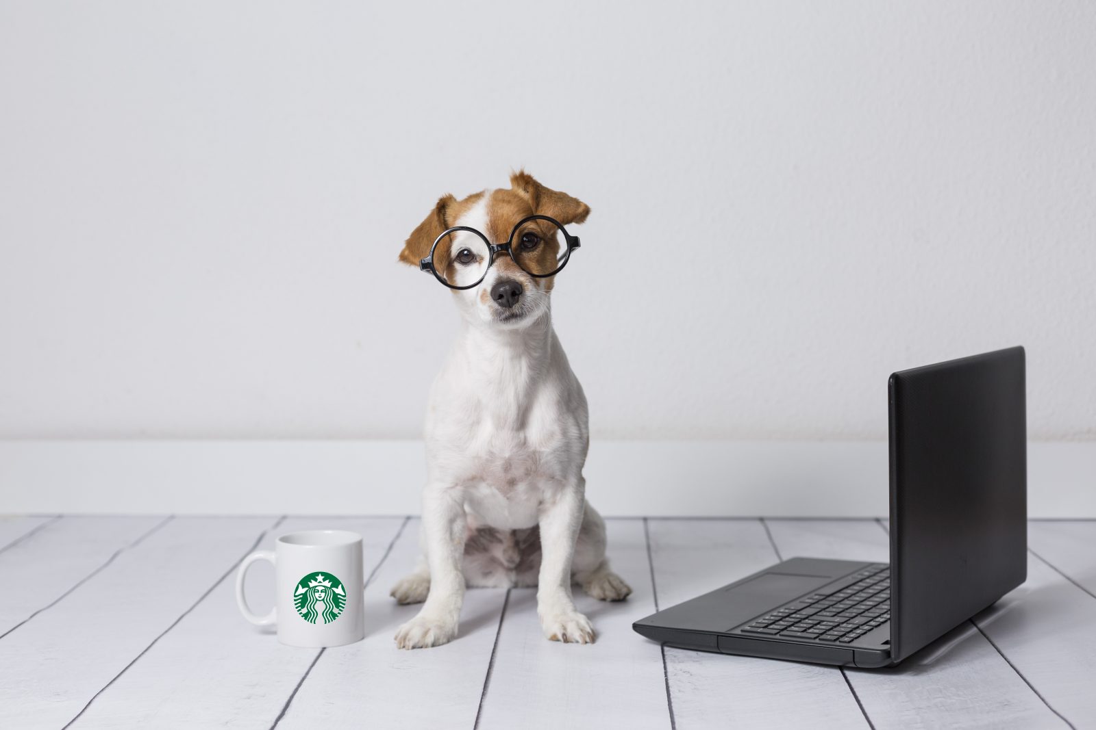 Starbucks Puppuccino